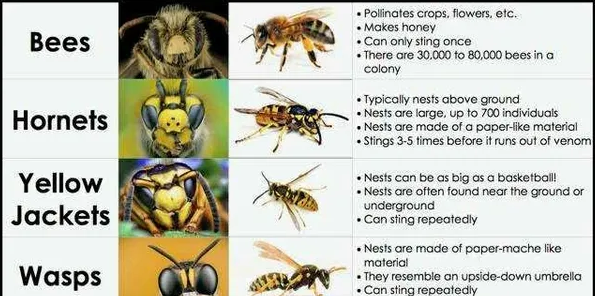 Diagram of differences between bees, hornets, yellow jackets and wasps.