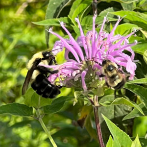 Native Virginia pollinator flower, Monarda fistulosa, with Xylocopa virginica mother and daughter feasting in tandem