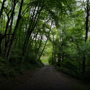 The bat hunting grounds: a lush forested driveway