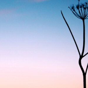 Morning Star by Kate Russell, CC BY 2.0, via Wikimedia Commons