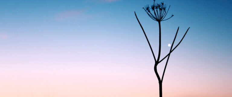 Morning Star by Kate Russell, CC BY 2.0, via Wikimedia Commons