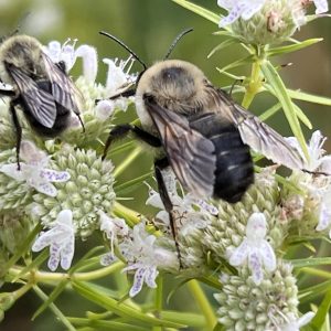 The Pycnanthemum tenuifolium attracted a dazzling array of bees and wasps for nearly two months during the summer, including these bumble bees – a male and a virgin queen.